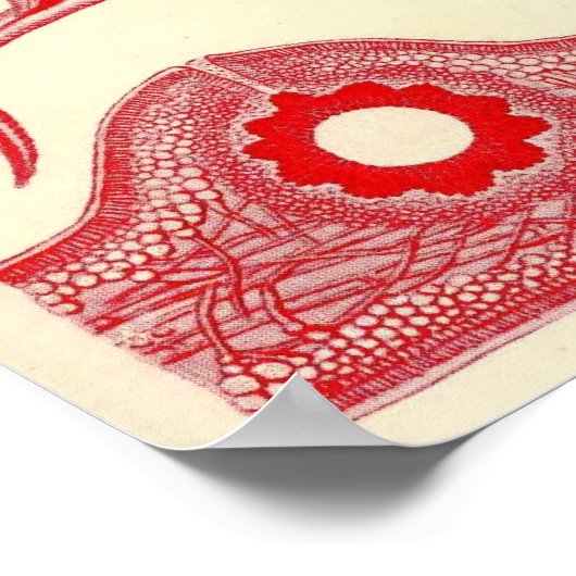 Ernst Haeckel - Florideae Poster (Ecke)