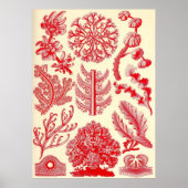 Ernst Haeckel - Florideae Poster (Vorne)