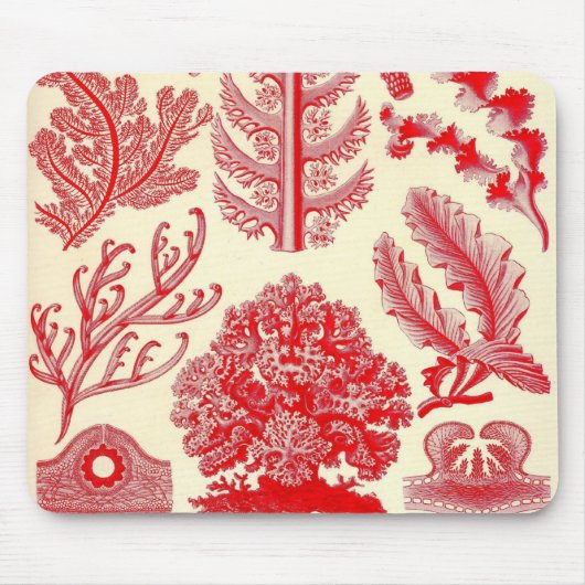Ernst Haeckel - Florideae Sonderkommando Mousepad (Vorne)