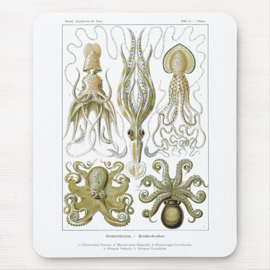 Ernst Haeckel Gamochonia Octopus & Tintenfisch Mousepad (Vorne)