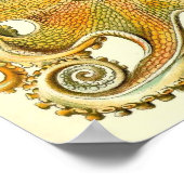 Ernst Haeckel - Gamochonia Poster (Ecke)