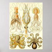 Ernst Haeckel - Gamochonia Poster (Vorne)