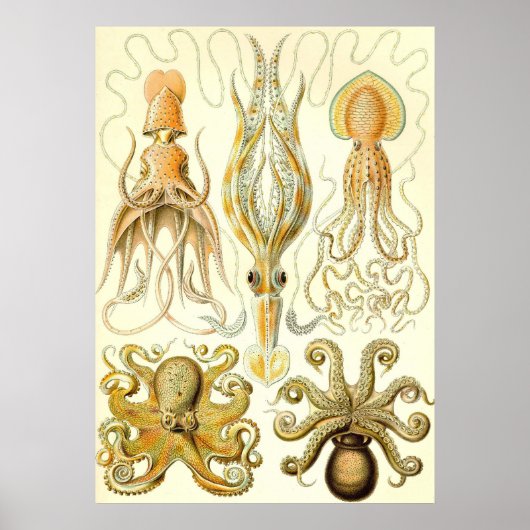 Ernst Haeckel - Gamochonia Poster (Vorne)