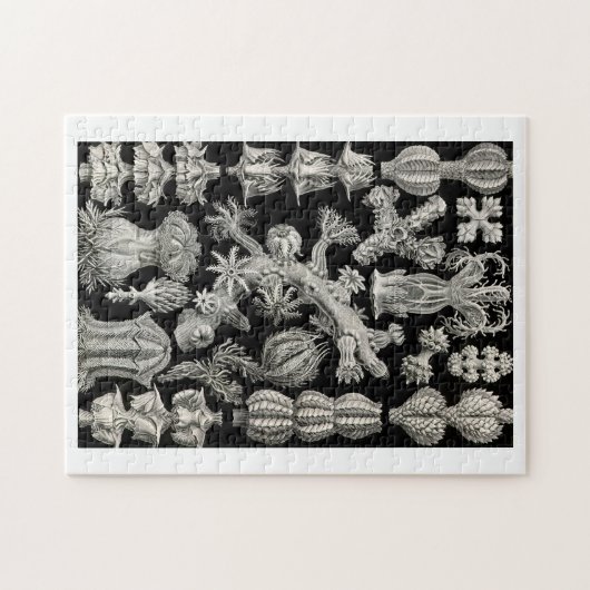 Ernst Haeckel Gorgonia Puzzle (Horizontal)