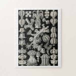 Ernst Haeckel Gorgonien Puzzle