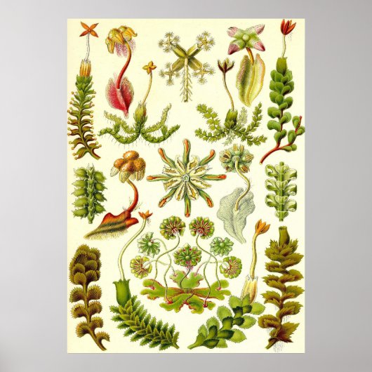 Ernst Haeckel - Hepaticae Poster (Vorne)