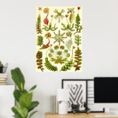 Ernst Haeckel - Hepaticae Poster (Heimbüro)