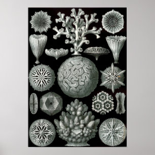 Ernst Haeckel Hexacorallia Coral Poster