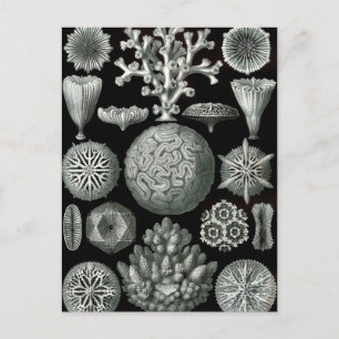 Ernst Haeckel Hexacorallia Koralle Postkarte