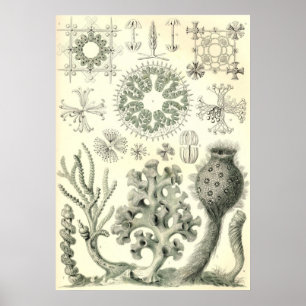 Ernst Haeckel - Hexactinellae Plakat