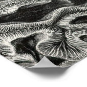 Ernst Haeckel - Hexoralla2 Coral Poster (Ecke)