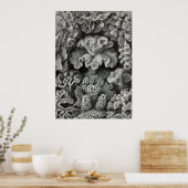 Ernst Haeckel - Hexoralla2 Coral Poster (Küche)