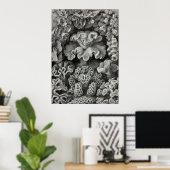 Ernst Haeckel - Hexoralla2 Coral Poster (Heimbüro)