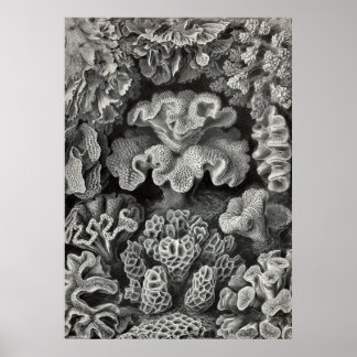 Ernst Haeckel - Hexoralla2 Coral Poster