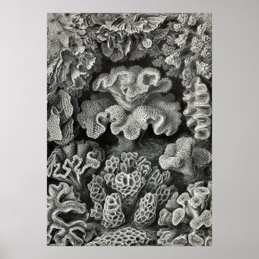 Ernst Haeckel - Hexoralla2 Coral Poster (Vorne)