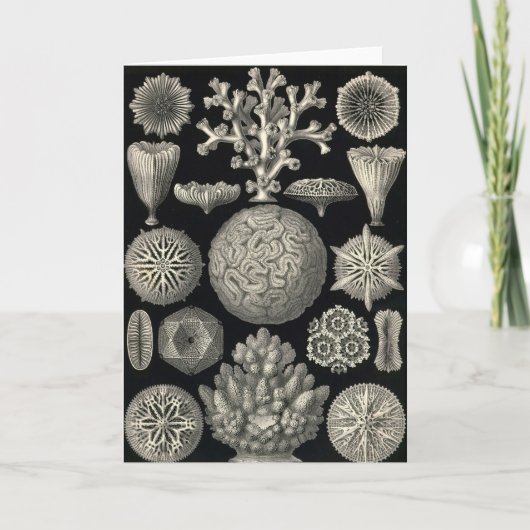 Ernst Haeckel - Hexoralla Card Karte (Vorderseite)