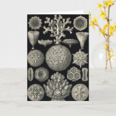Ernst Haeckel - Hexoralla Card Karte (Gelbe Blume)