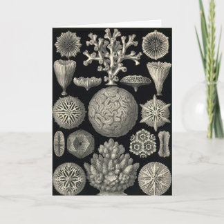 Ernst Haeckel - Hexoralla Card Karte