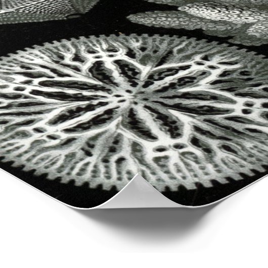 Ernst Haeckel Hexorallia Coral Poster (Ecke)