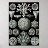 Ernst Haeckel Hexorallia Coral Poster (Vorne)