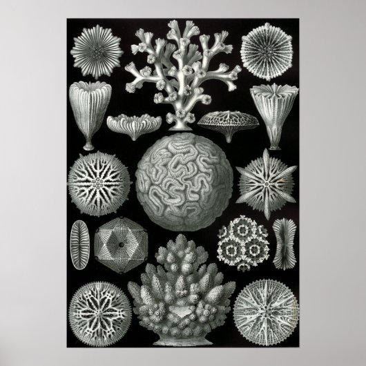 Ernst Haeckel Hexorallia Coral Poster (Vorne)