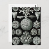 Ernst Haeckel Hexorallia Coral Postkarte (Vorne/Hinten)