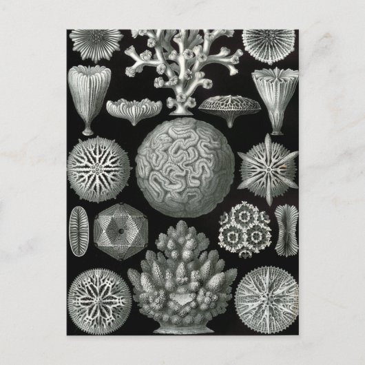 Ernst Haeckel Hexorallia Coral Postkarte (Vorderseite)