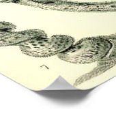Ernst Haeckel - Hextinellae Poster (Ecke)