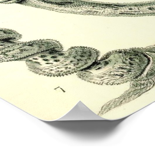 Ernst Haeckel - Hextinellae Poster (Ecke)