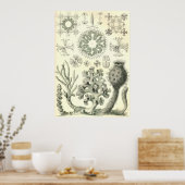 Ernst Haeckel - Hextinellae Poster (Küche)