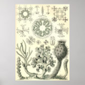 Ernst Haeckel - Hextinellae Poster (Vorne)