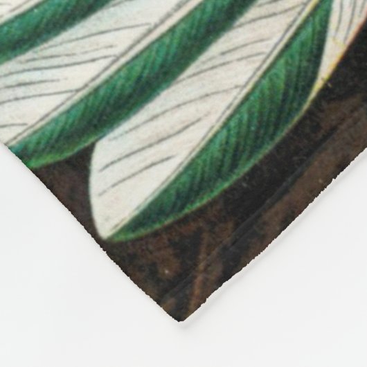 Ernst Haeckel Hummingbirds Fleecedecke (Ecke)