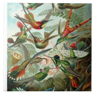 Ernst Haeckel Hummingbirds - Kunstformen der Natur Fliese