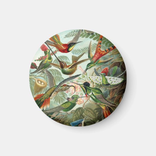 Ernst Haeckel Hummingbirds - Kunstformen der Natur Magnet (Vorne)