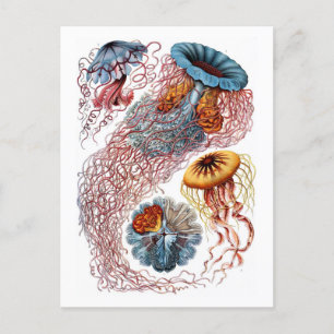 Ernst Haeckel Jellyfish D. annasethe Postkarte