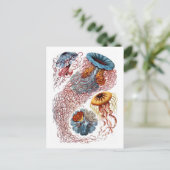 Ernst Haeckel Jellyfish D. annasethe Postkarte (Stehend Vorderseite)