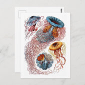 Ernst Haeckel Jellyfish D. annasethe Postkarte (Vorne/Hinten)