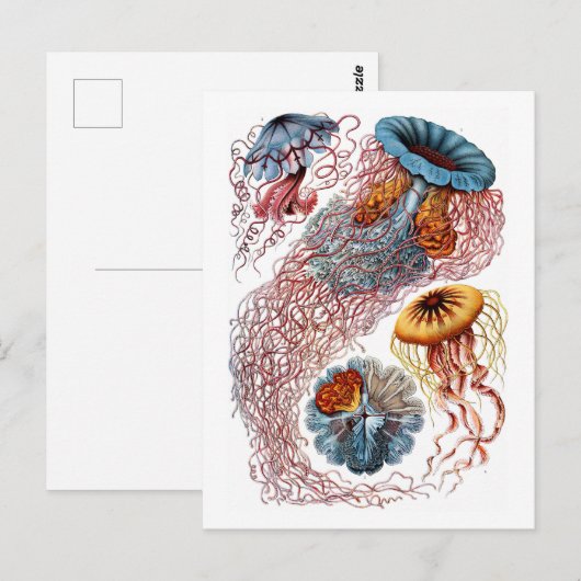 Ernst Haeckel Jellyfish D. annasethe Postkarte (Vorne/Hinten)