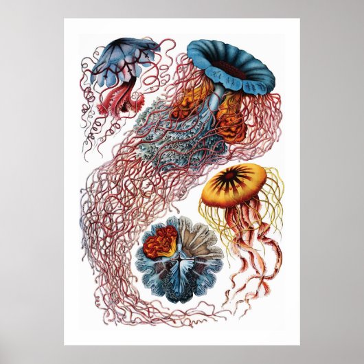 Ernst Haeckel Jellyfish Poster (Vorne)