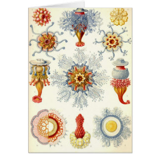Ernst Haeckel - Karte Siphonophorae2