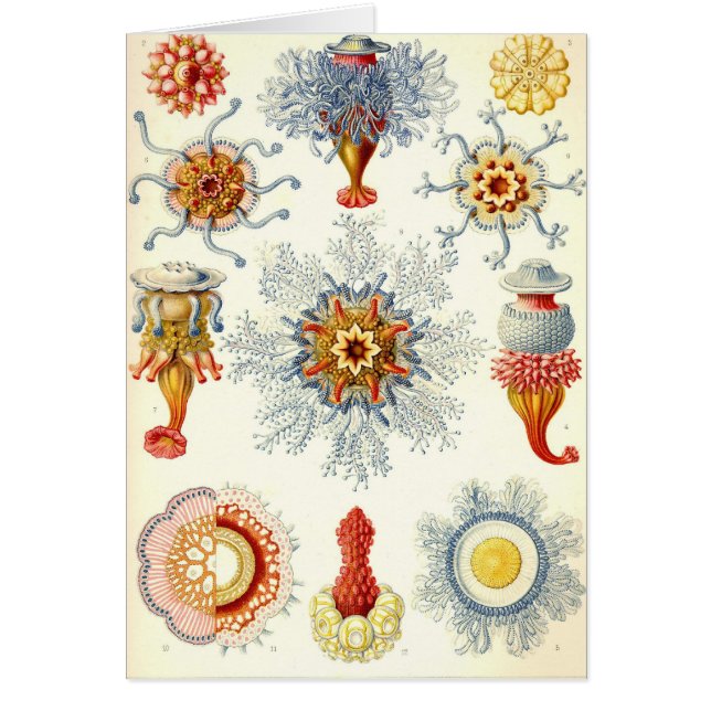 Ernst Haeckel - Karte Siphonophorae2 (Vorne)