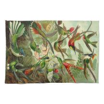 Ernst Haeckel-Kolibri-Illustration