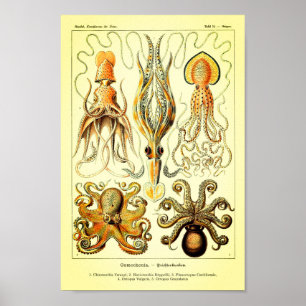Ernst Haeckel-Krake Poster