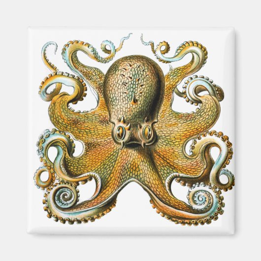 ernst haeckel kraul magnet (Vorne)