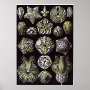 Ernst Haeckel-Kunst-Druck: Blastoidea Poster