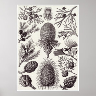 Ernst Haeckel-Kunst-Druck: Coniferae Poster