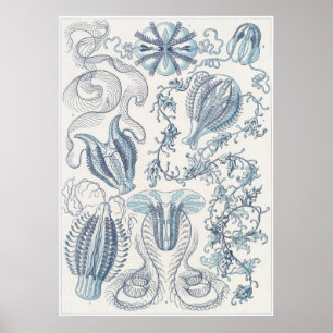 Ernst Haeckel-Kunst-Druck: Ctenophorae Poster