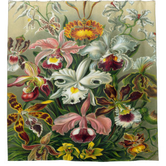 Ernst Haeckel-Kunst-Druck: Orchidae Oncidiums, Duschvorhang