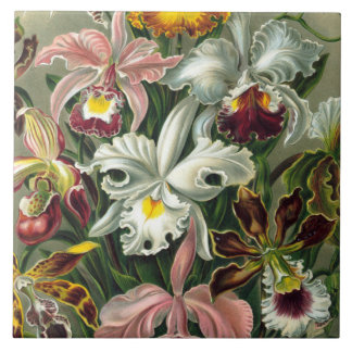 Ernst Haeckel-Kunst-Druck: Orchidae Oncidiums, Fliese