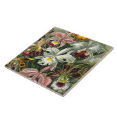 Ernst Haeckel-Kunst-Druck: Orchidae Oncidiums, Fliese (Seite)